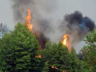 Φωτογραφία για Kαίγονται δέντρα στα Καλύβια Θορικού Αττικής