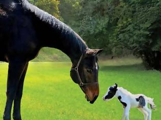 Φωτογραφία για Το μικρότερο άλογο στον κόσμο... ετών 11!