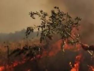 Φωτογραφία για Εκτός ελέγχου η φωτιά στη Χίο