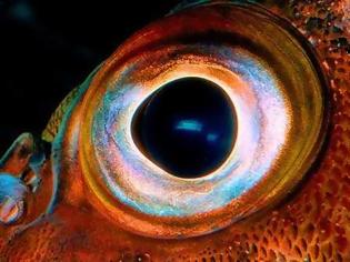 Φωτογραφία για VIDEO: Ποιο ζώο έχει τα μεγαλύτερα μάτια;