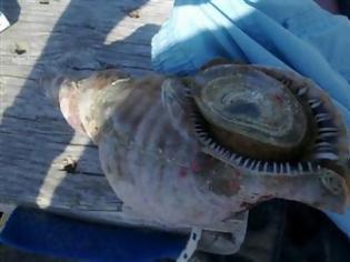 Φωτογραφία για Γιγαντιαίο θαλάσσιο σαλιγκάρι στη Κεφαλονιά