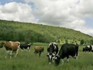Φωτογραφία για Τσοπάνηδες για...αδέσποτες αγελάδες προσέλαβε ο δήμος Καλαμάτας