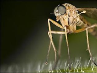 Φωτογραφία για 10 πράγματα που δεν ξέρετε για τα κουνούπια