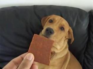 Φωτογραφία για VIDEO: Ξεκαρδιστική αντίδραση σκύλου σε τροφή που δεν του αρέσει
