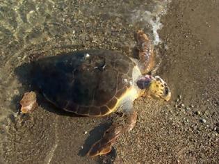 Φωτογραφία για Νεκρή Caretta Caretta στην παραλία Ψανής στη Ναύπακτο