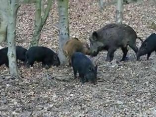 Φωτογραφία για Μάχη με αγριογούρουνα μέσα σε… κάμπινγκ!