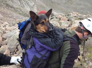 Φωτογραφία για Εγκατέλειψαν στο βουνό το σκυλί και το έσωσαν μέσω Facebook