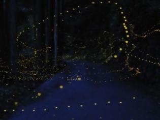 Φωτογραφία για ΔΕΙΤΕ: Η φωτεινή διαδρομή των… πυγολαμπίδων!