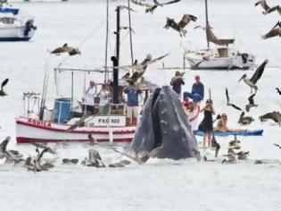 Φωτογραφία για ΒΙΝΤΕΟ – Μοναδικό θέαμα: Φάλαινες βγήκαν… στα «ρηχά», για να φάνε!