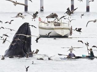 Φωτογραφία για ΜΟΝΑΔΙΚΟ VIDEO: Έκπληκτοι λουόμενοι αντικρίζουν φάλαινες στα ρηχά