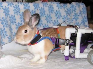 Φωτογραφία για ΑΠΙΣΤΕΥΤΕΣ ΦΩΤΟΓΡΑΦΙΕΣ: Ζώα σε αναπηρικά καροτσάκια