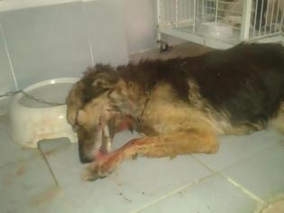 Φωτογραφία για Φρίκη στην Κοζάνη: Έβγαλαν τα μάτια σκύλου, τον χαράκωσαν και τον άφησαν να αιμορραγεί στον δρόμο!!!