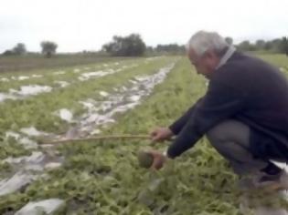 Φωτογραφία για Mετά τις 20 Σεπτεμβρίου οι αποζημιώσεις για βαμβάκι