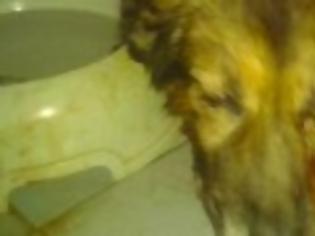 Φωτογραφία για ΦΡΙΚΗ: Έβγαλαν και χαράκωσαν τα μάτια ενός αδέσποτου σκύλου