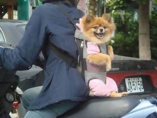 Φωτογραφία για Περιεργη μεταφορά σκύλου με μηχανακι