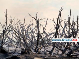 Φωτογραφία για Έσβησε η φωτιά στην Καλαμπάκα-μεγάλος κίνδυνος αναζωπύρωσης