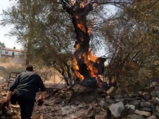 Φωτογραφία για Λασίθι: Στις φλόγες στρέμματα με ελαιόδεντρα