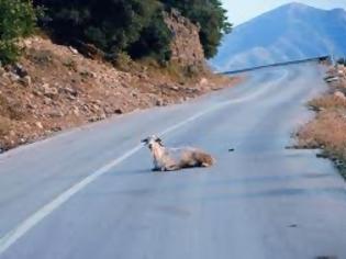 Φωτογραφία για Σκοτώστρες οι δρόμοι της Ηπείρου!