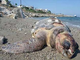 Φωτογραφία για Και άλλη νεκρή χελώνα στη Πρέβεζα