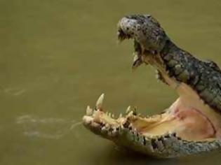 Φωτογραφία για Πήγε να αφοδεύσει σε ποτάμι και τον δάγκωσε κροκόδειλος!