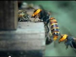 Φωτογραφία για Η εκδίκηση της μέλισσας...