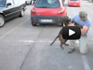 Φωτογραφία για VIDEO: Σκύλος υποδέχεται τον ιδιοκτήτη του μετά από 8 μήνες