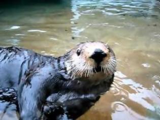 Φωτογραφία για Διάλογος μίας βίδρας....με γυναίκα! [video]