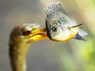 Φωτογραφία για VIDEO: Έξυπνο πουλί πηγαίνει για… ψάρεμα!
