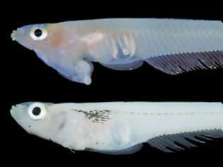 Φωτογραφία για Νέο είδους ψαριού έχει τα γεννητικά του όργανα στο... στόμα