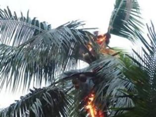 Φωτογραφία για ΔΕΙΤΕ: Έβαλαν κατά λάθος φωτιά σε… ουρακοτάγκο