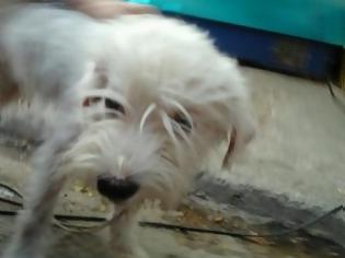 Φωτογραφία για Βρέθηκε σκυλάκι Γκριφόν στο κέντρο της Αθήνας – Ποιος το ψάχνει;