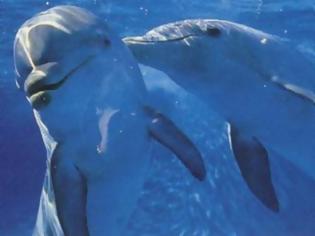 Φωτογραφία για VIDEO: Δελφίνια βοηθούν παιδιά με αυτισμό