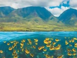 Φωτογραφία για Οι θαλασσινές «πεταλούδες» της Χαβάης