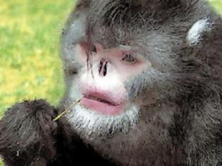 Φωτογραφία για VIDEO:  Οι πίθηκοι τραγουδούν όπως οι άνθρωποι