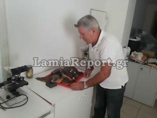 Φωτογραφία για Τραυματισμένη caretta-caretta στο Μαλιακό...