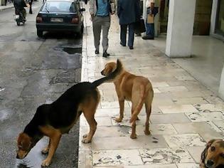 Φωτογραφία για Κλέβουν τα σκυλιά από περιοχές του Ηρακλείου!