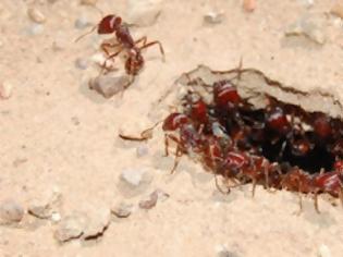 Φωτογραφία για Πώς τα μυρμήγκια διέθεταν διαδίκτυο εδώ και εκατομμύρια χρόνια..