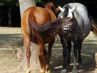 Φωτογραφία για Καραμπόλα με ΚΤΕΛ, άλογα (!) και ΙΧ στην Καβάλα