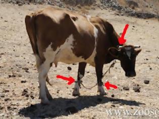Φωτογραφία για Έτσι βασανίζουν τις αγελάδες και στα Μάρμαρα της Πάρου