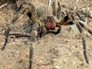 Φωτογραφία για Δηλητηριώδης αράχνη γιατρεύει τη στυτική δυσλειτουργία