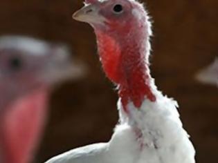 Φωτογραφία για Μεγάλη ανησυχία στην Ολλανδία για τη γρίπη των πτηνών