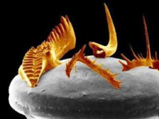 Φωτογραφία για «Ξυράφια»στο στόμα είχαν οι πρώτοι οργανισμοί