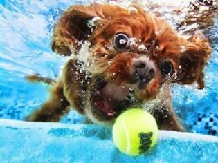 Φωτογραφία για Φοβάμαι το νερό, μα θέλω το μπαλάκι μου! [Video]