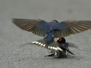 Φωτογραφία για Αναγνώστης μας στέλνει φωτογραφίες συμπεριφοράς ζεύγους πουλιών, οι οποίες προκαλούν μεγάλη συγκίνηση!