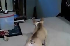 Απίστευτο video ! Γάτα τρομοκρατεί γαλλικό bulldog...