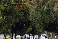 Τα νεράτζια της οργής....μάζεψε ο Δήμος Αθηνών..