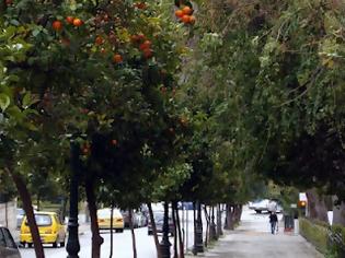 Φωτογραφία για Τα νεράτζια της οργής....μάζεψε ο Δήμος Αθηνών..