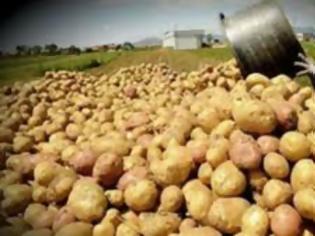 Φωτογραφία για Διάθεση 50 τόνων πατάτας Νευροκοπίου από τον Δήμο Σπάτων - Αρτέμιδος