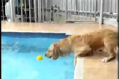 Σκύλος εναντίων Πισίνας... (Video)
