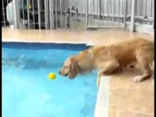 Φωτογραφία για Σκύλος εναντίων Πισίνας... (Video)
